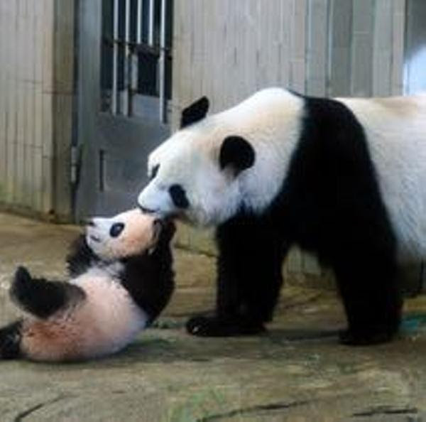 動物画像無料 最新のhdパンダ 耳