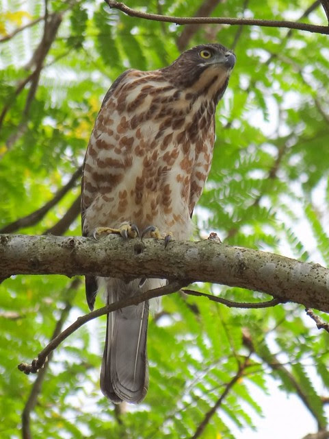 鳳頭蒼鷹/無限台南