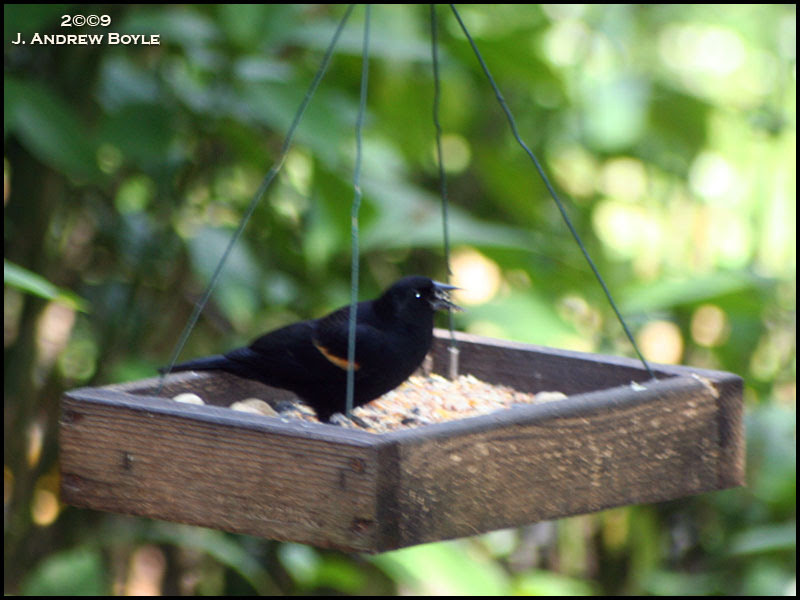 Red-winged Blackbird