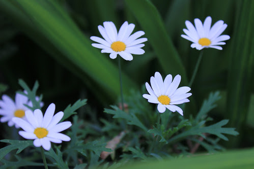 Margeurite Daisies