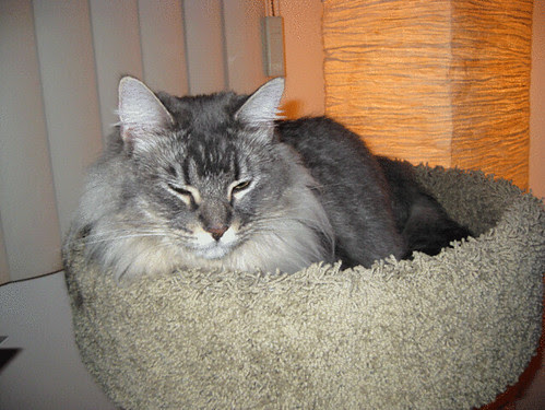 Main Coon cat needs help