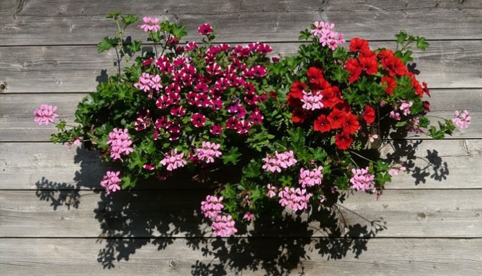 Zahvalno cvijeće: 5 nezahtjevnih balkonskih krasotica koje svima  uspijevaju! « Zanimljivosti