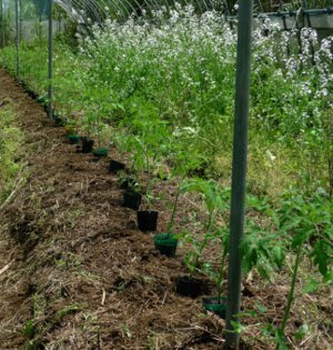 トマトを植えつける