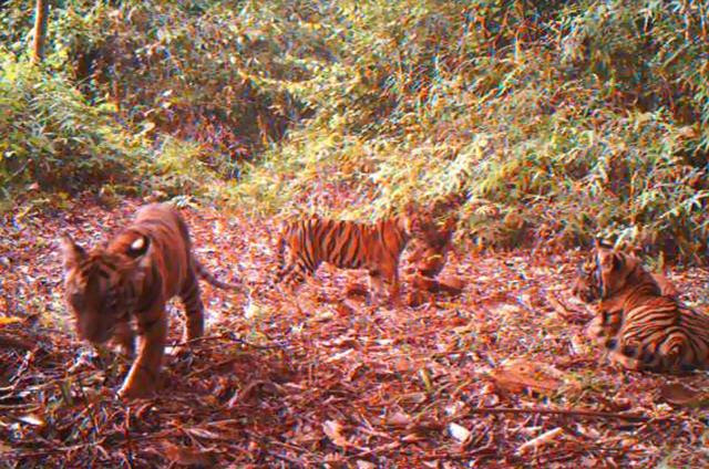 Taman Nasional Bukit Tiga Puluh Taman Nasional Bukit Tiga Puluh