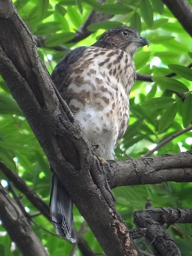 鳳頭蒼鷹/無限台南