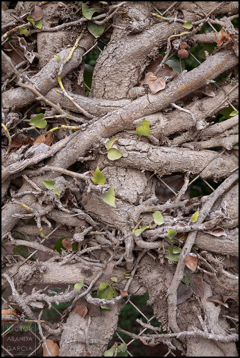 Enredadera (Bétera 2010)