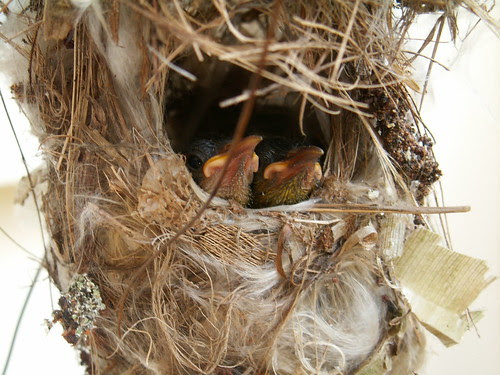 Sunbird babies 03(03Aug07)