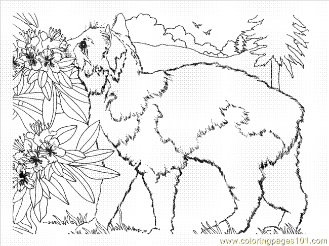Calico Kitten Coloring Page - 209+ Best Quality File