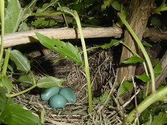 Robins' nest in Trumpetvine