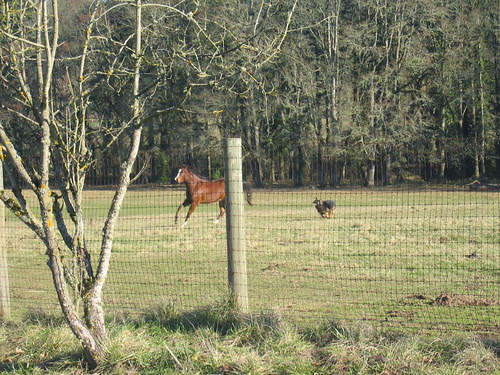 Herding horses
