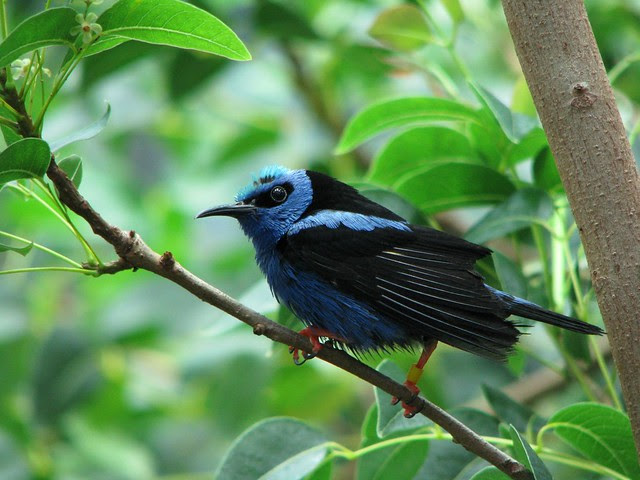 Red-Legged Honeycreeper, CAS Rain Forest