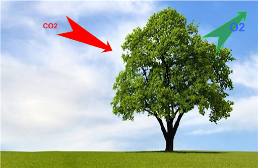 L'ARIA È PIU' PULITA QUANDO C'È UN ALBERO – CVS Libri Online