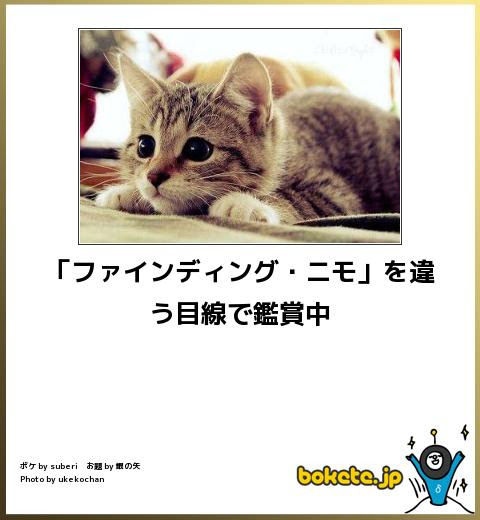 最高動物 面白画像 ボケて 最高の動物画像