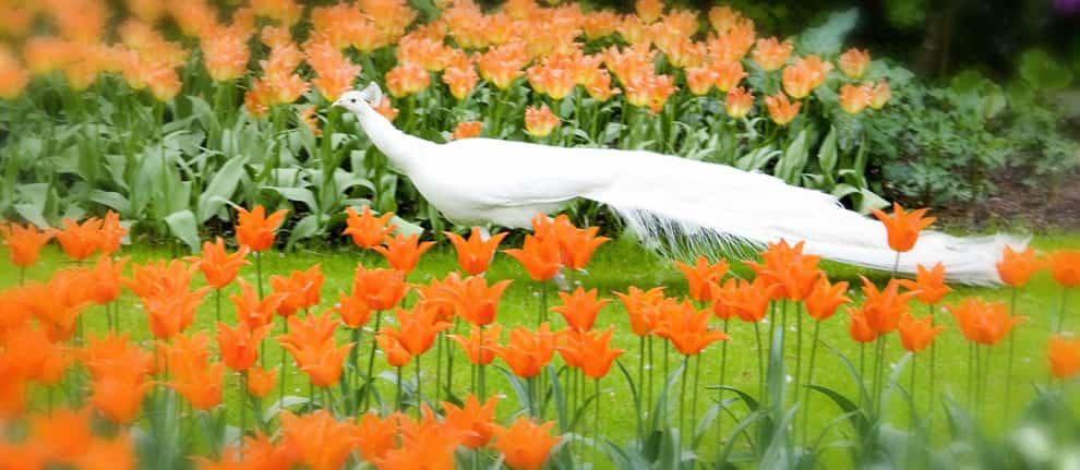 Λευκό παγώνι σε πορτοκαλί τουλίπες στο Keukenhof Λευκό παγώνι σε πορτοκαλί τουλίπες στο Keukenhof