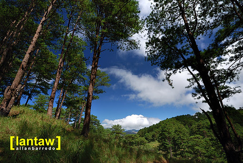 Salacsac Pine Forest 1