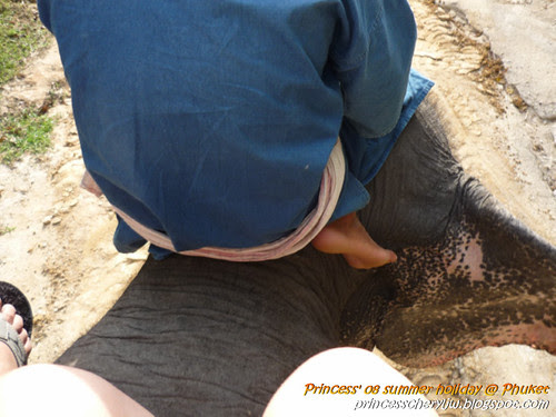Elephant Trekking & Safari 115