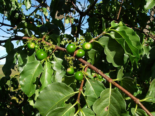 How to use the African wild medlar (Vangueria apiculata) plant as herbal medicines