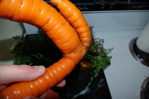 2010-11-16 Fresh carrott from garden