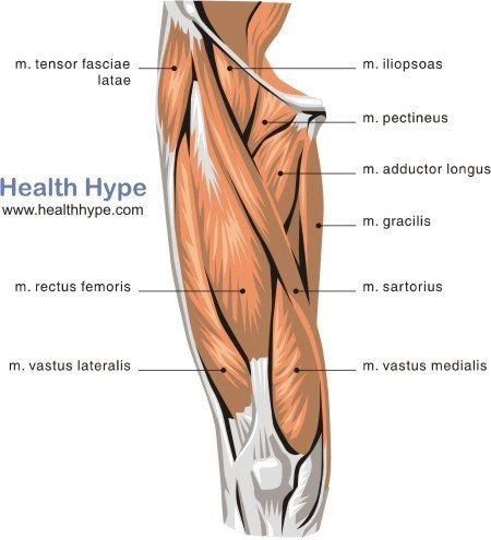 Upper Leg Muscles And Tendons / The human leg, in the general word