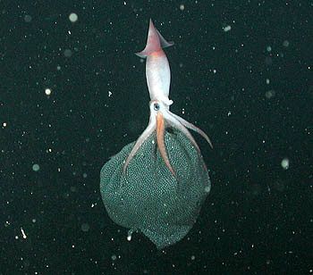 Brooding Squid2 350