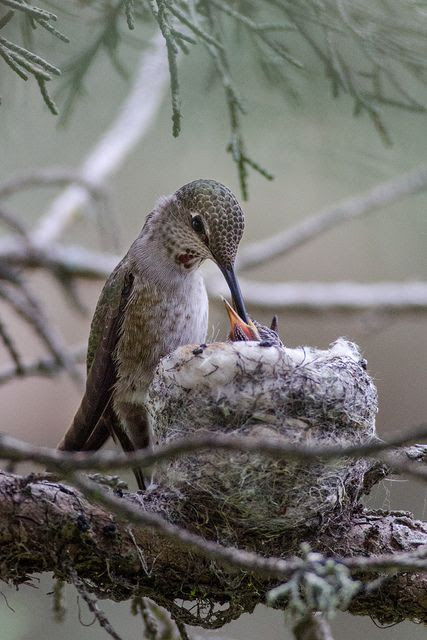 hummingbird & babies :)