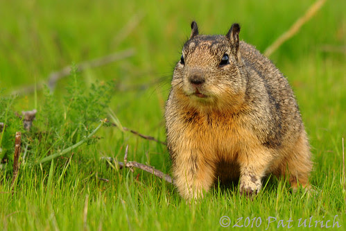 California Ground Squirrel