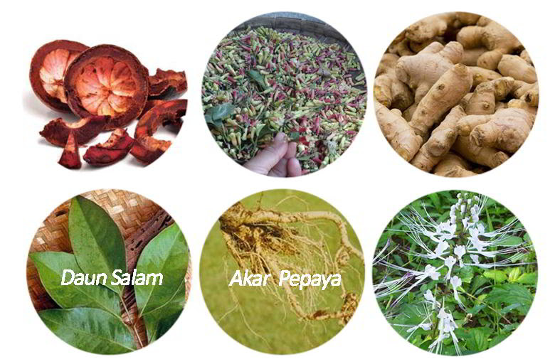 Jenis Tanaman Obat Asam Urat dan Cara Membuat Ramuannya Jenis Tanaman Obat Asam Urat dan Cara Membuat Ramuannya