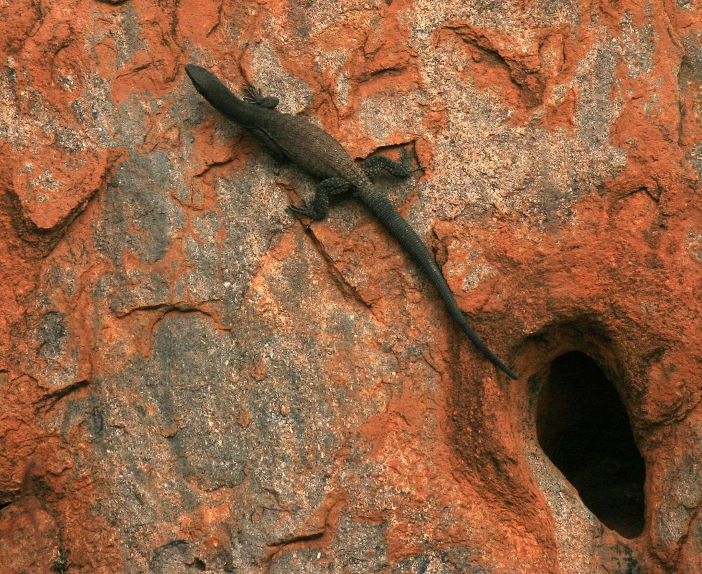 Blackheaded monitor