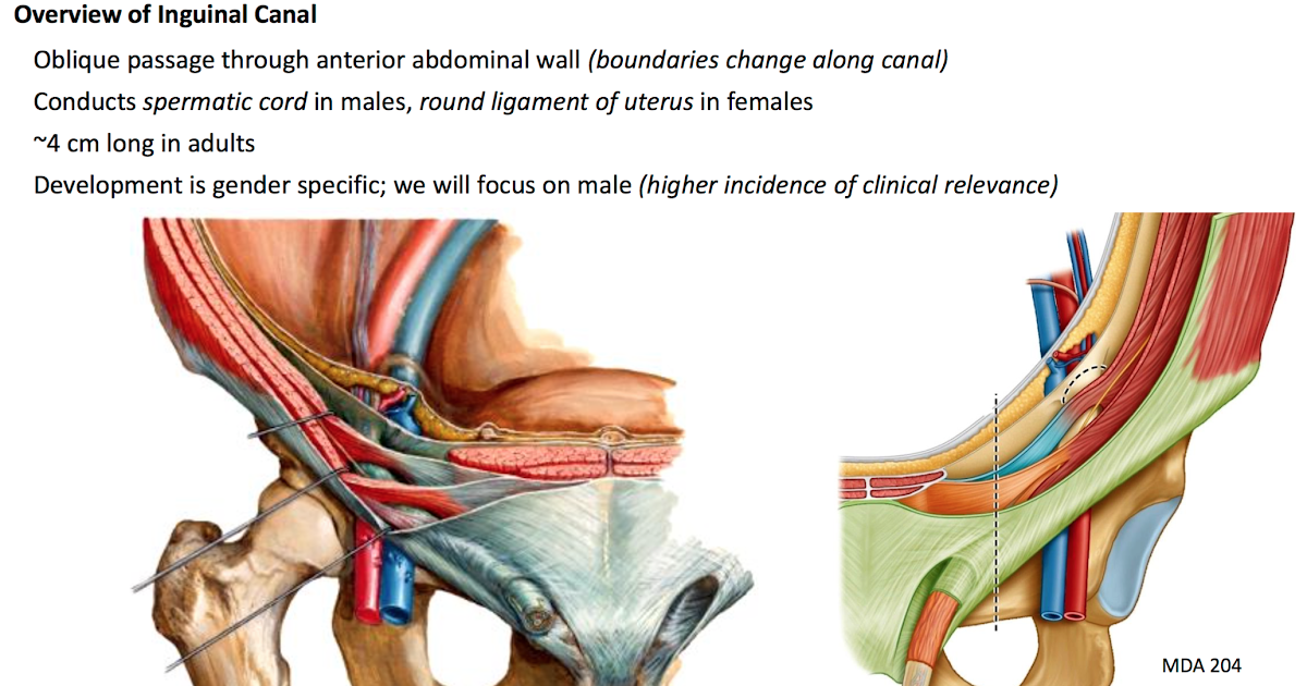 Groin Muscle Anatomy Male