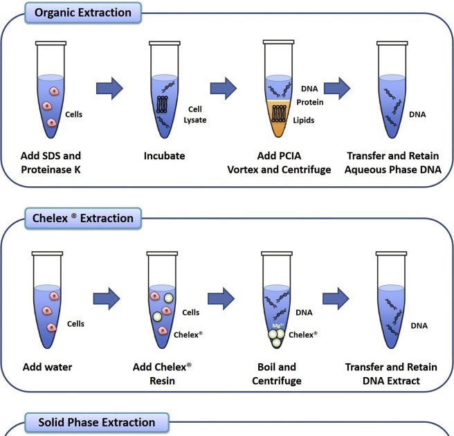 Result And Discussion Of Dna Extraction Restuls