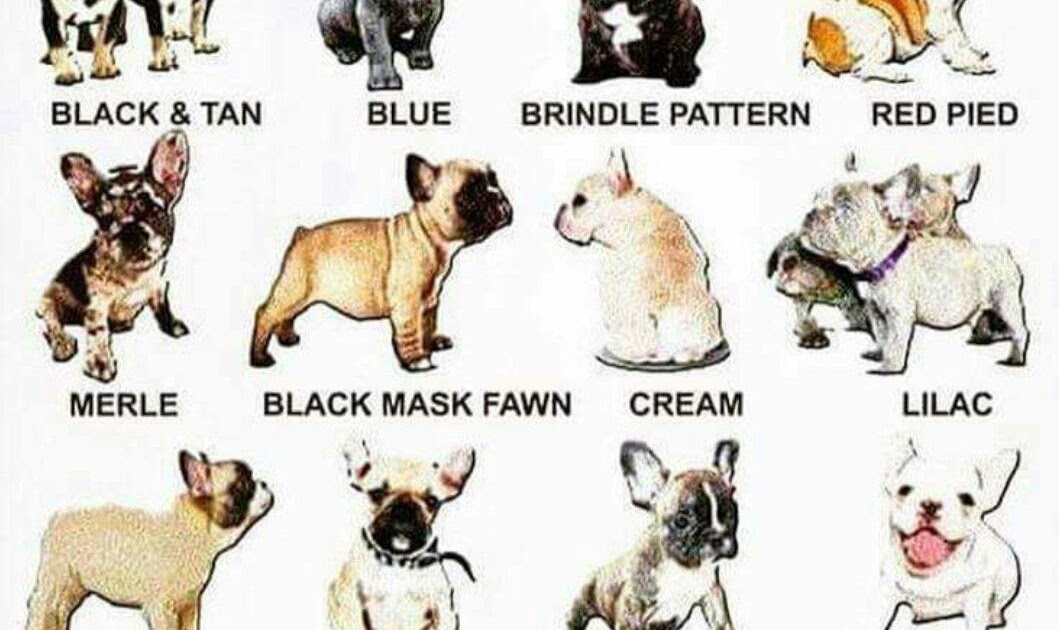Dna Color Chart For French Bulldogs