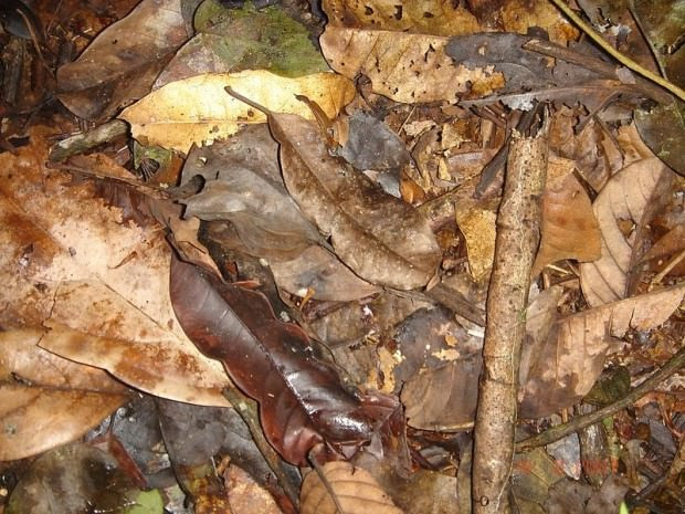 Camouflaged Animals