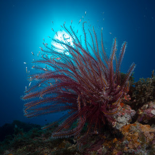 7-27 zanpa boat crinoid and fish
