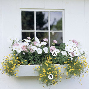 All About Gardening and Nature: Easy, Beautiful Window Boxes for Sun