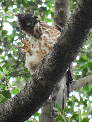 鳳頭蒼鷹/無限台南