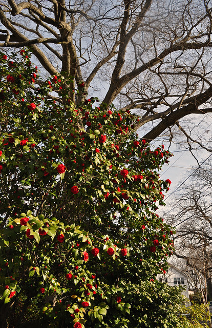 Red Camellia on Colonial