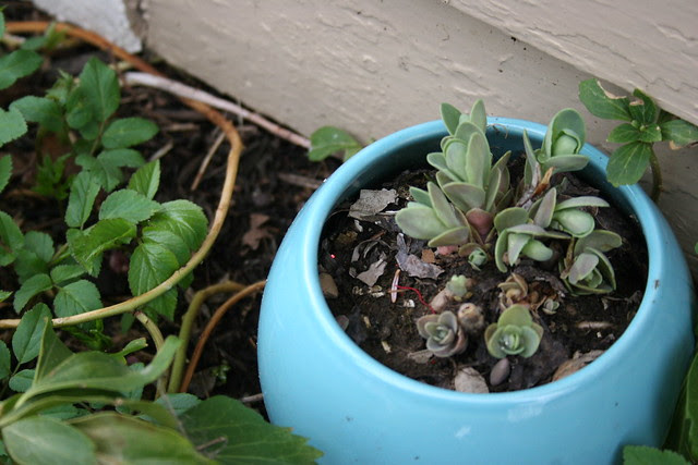 sedum spurium