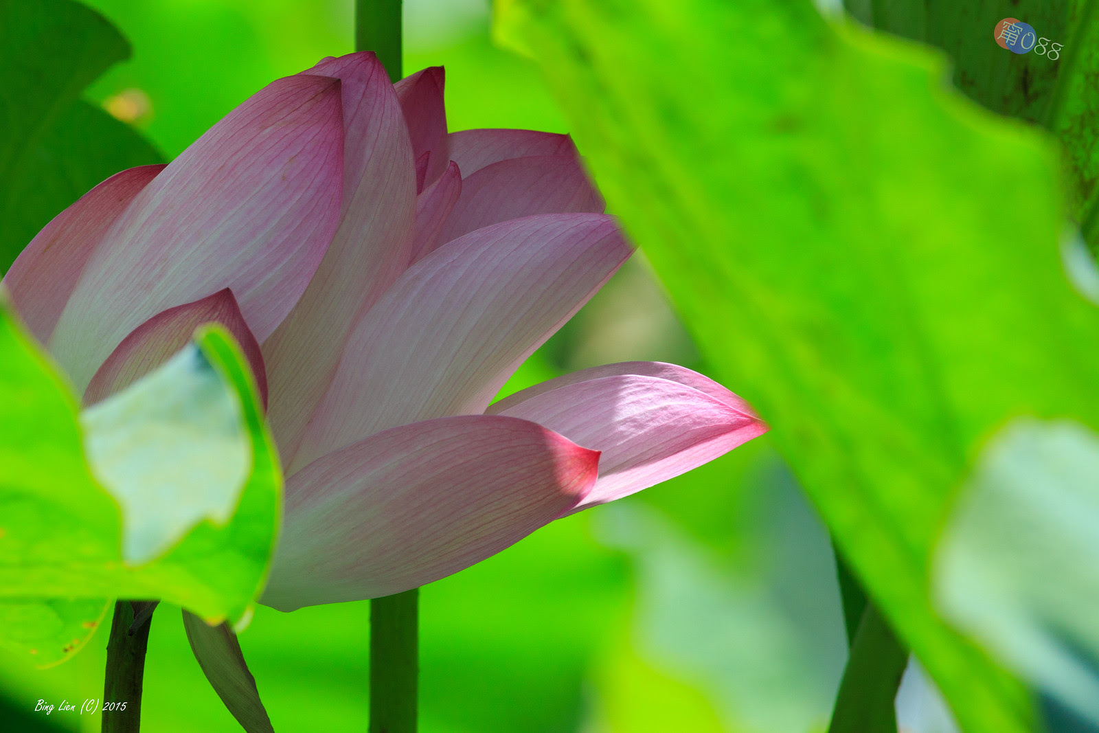 WATER_BING2741_LR