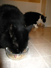 Huggy Bear enjoying his birthday stinky goodness, too