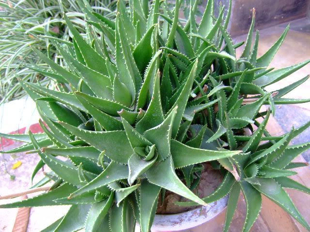 Aloe Vera Plant