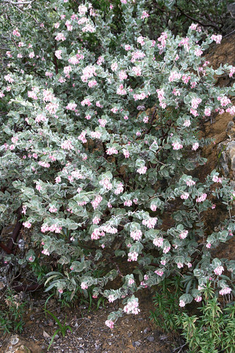 Arctostaphylos auriculata