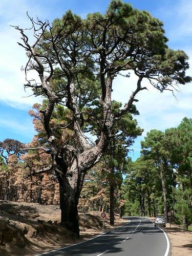 Waldbrand_2