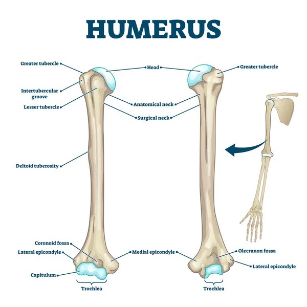 Cross Section Of A Long Bone (Humerus) / Humeral Upper Extremity Long