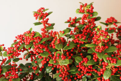xmas12141.jpg