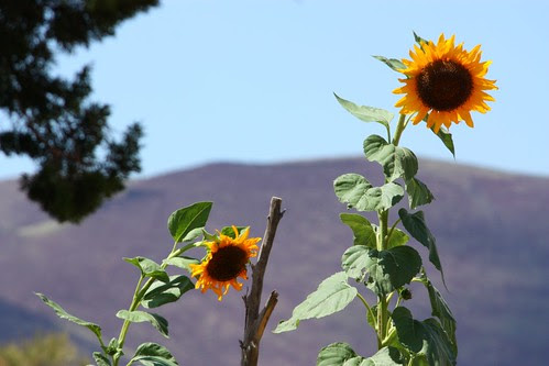 Wupatki Sunflowers