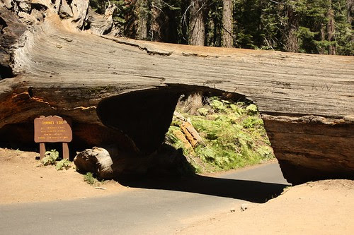 408 Tunnel Log