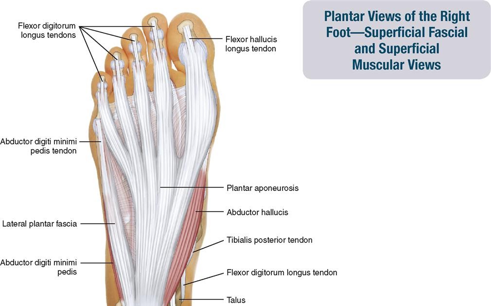 The 19 Muscles Of The Foot