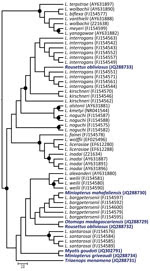 Thumbnail of Maximum-likelihood phylogenetic tree of Leptospira spp.16s rDNA in bats from Madagascar and the Union of the Comoros. The dendrogram was constructed with a fragment of 641 bp, with the TIMef+I+G substitution model, and with 1,000 replications. Only bootstrap supports >70% are shown (circles). The precise geographic information of the sampled bats can be accessed through the GenBank accession numbers indicated in parentheses at branch tips. Host bat species for the sequences gener