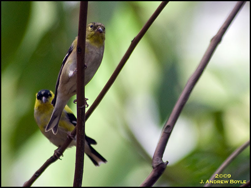 American Goldfinch