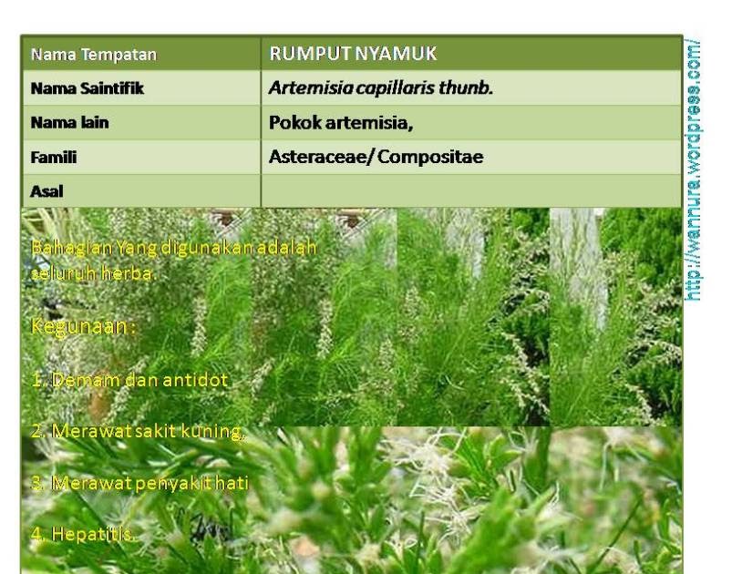 Ubat Nyamuk Cap Gajah  Gambleh d